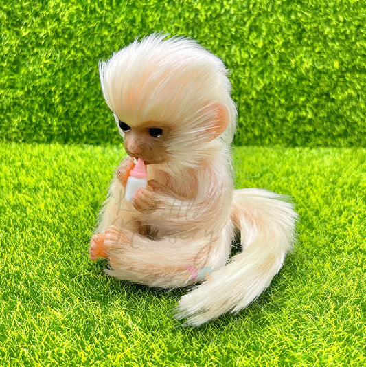 Silvery Marmoset Monkey Holding Milk Bottle (due to be born in up to 6 weeks+)