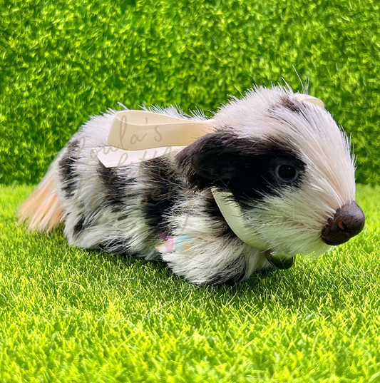 Clover The Holstein Cow