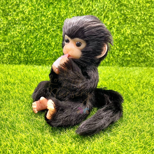 Peruvian Spider Monkey Holding Milk Bottle (due to be born in up to 6 weeks+)