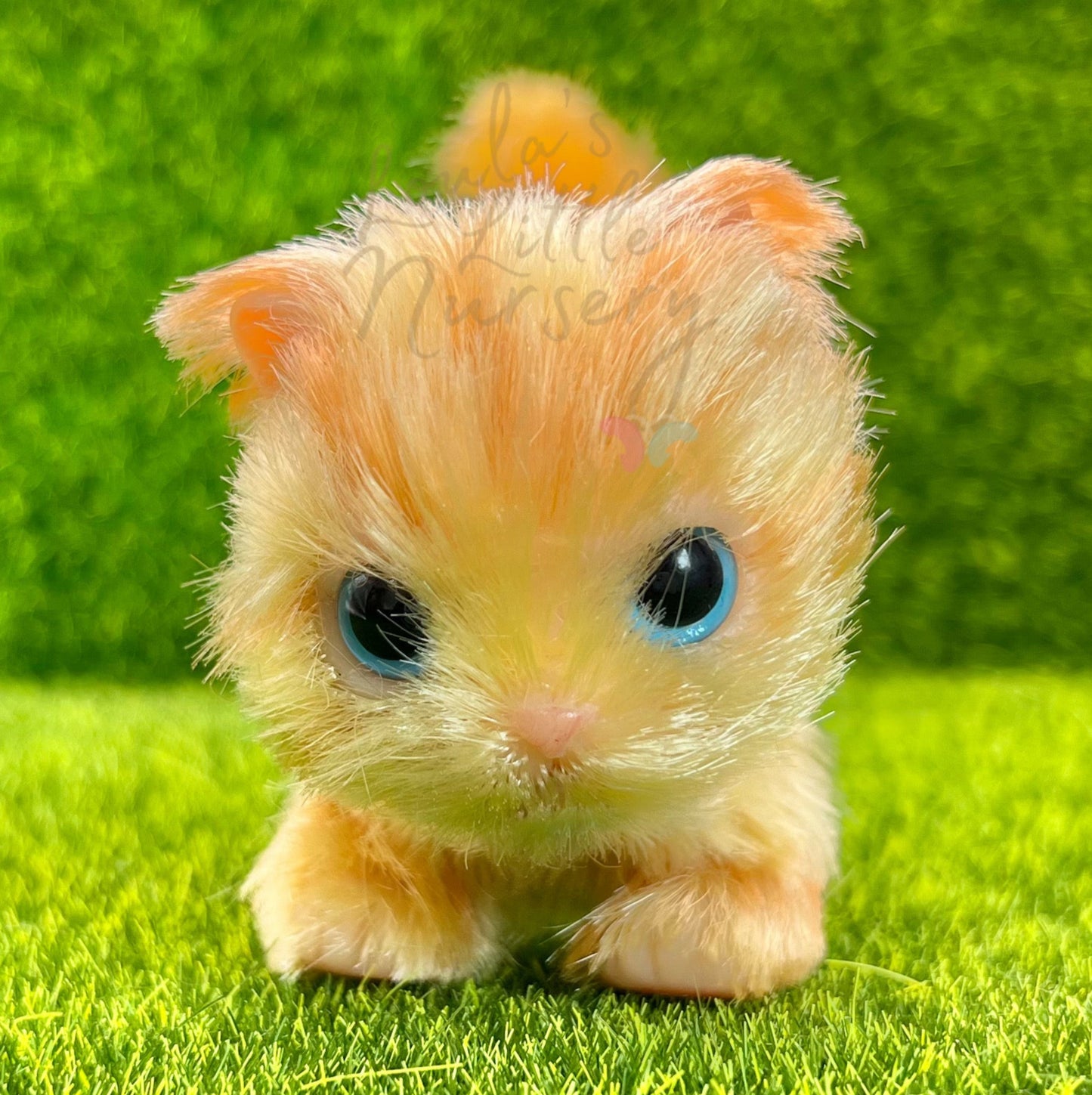 PRE ORDER Sunset The Ginger Tabby Kitten