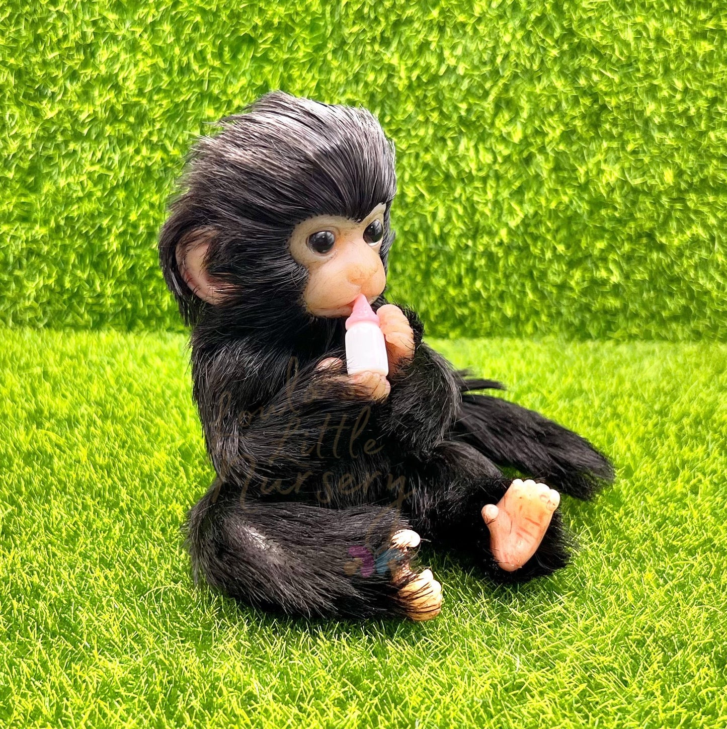 Peruvian Spider Monkey Holding Milk Bottle (due to be born in up to 6 weeks+)