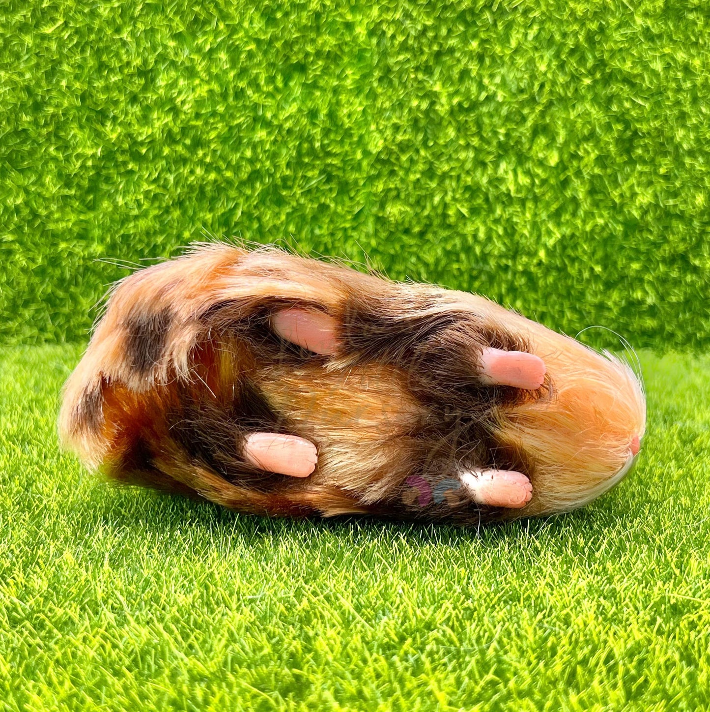 Brindle Abyssinian Guinea Pig