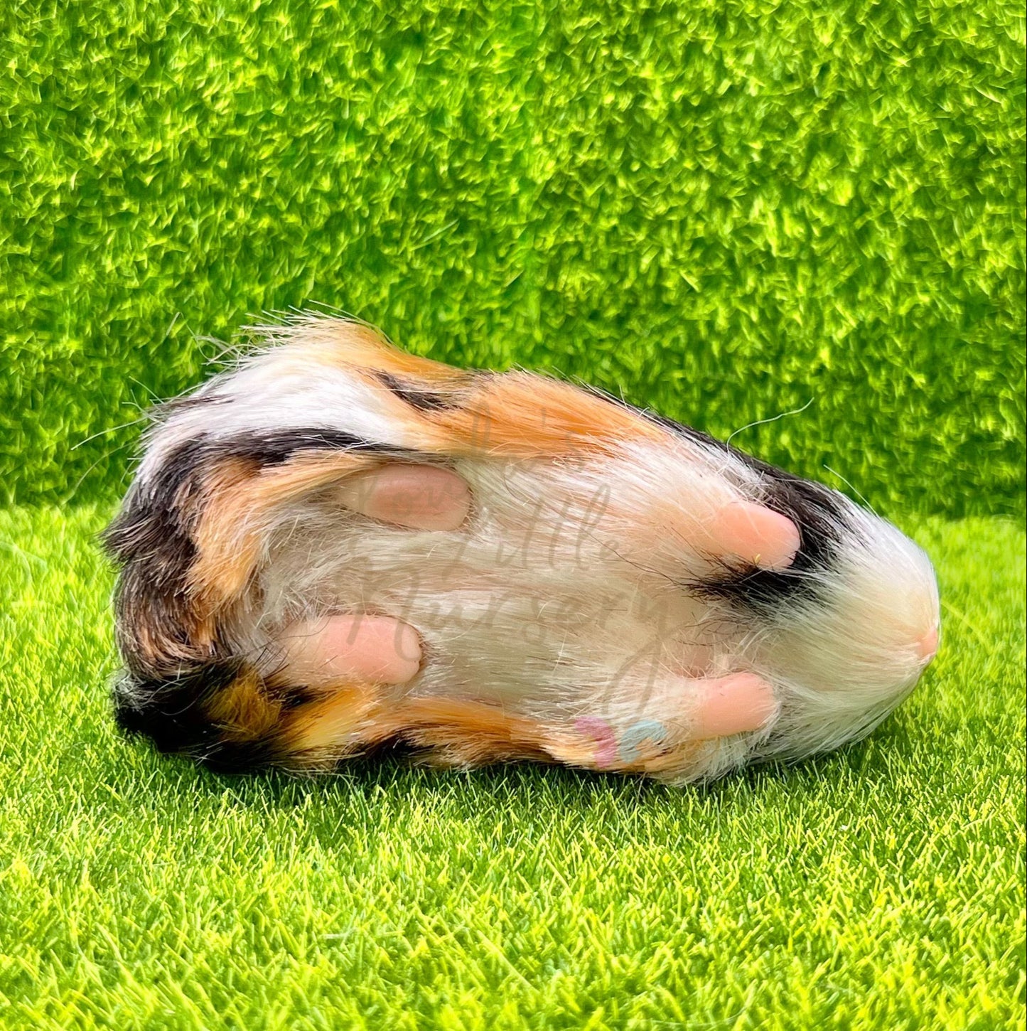 Tortoiseshell Abyssinian Guinea Pig (due to be born in up to 6 weeks+)