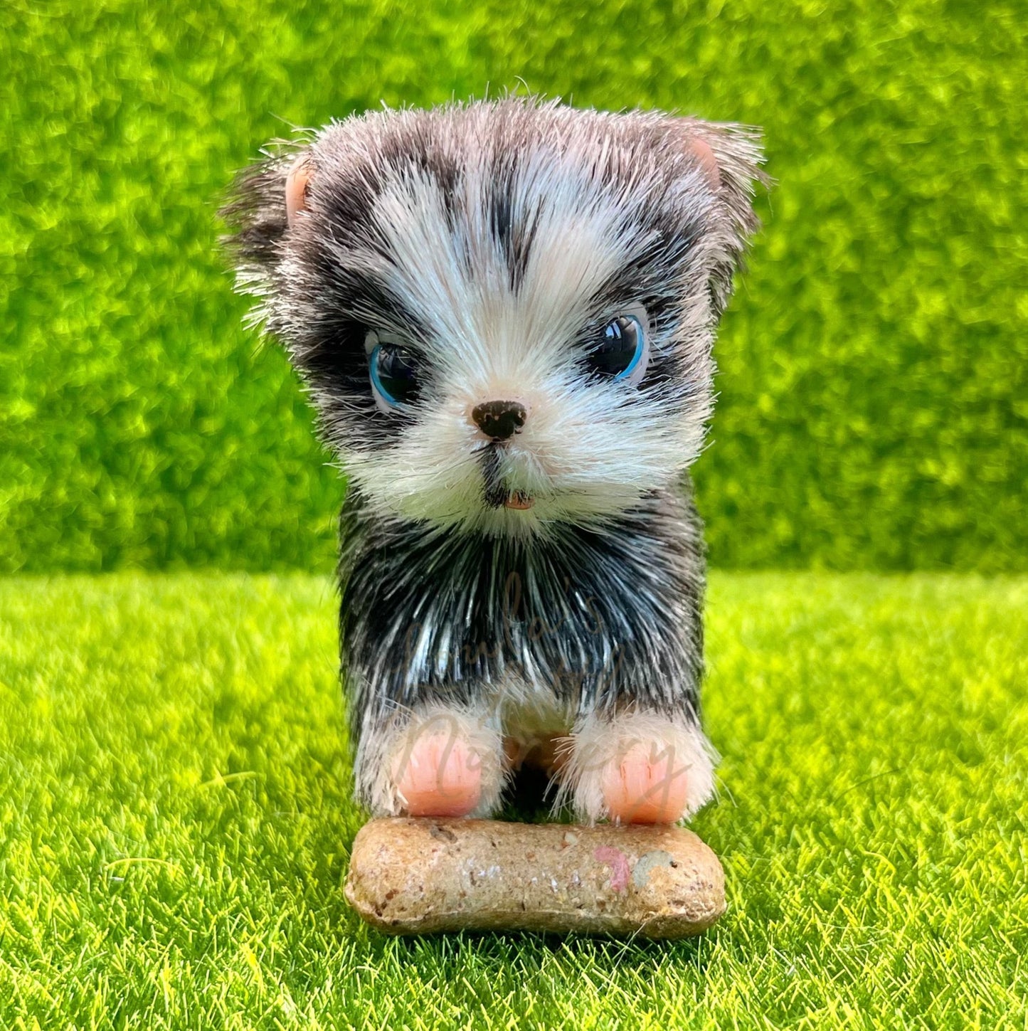 Hugo The Husky Puppy (due to be born in up to 6 weeks+)
