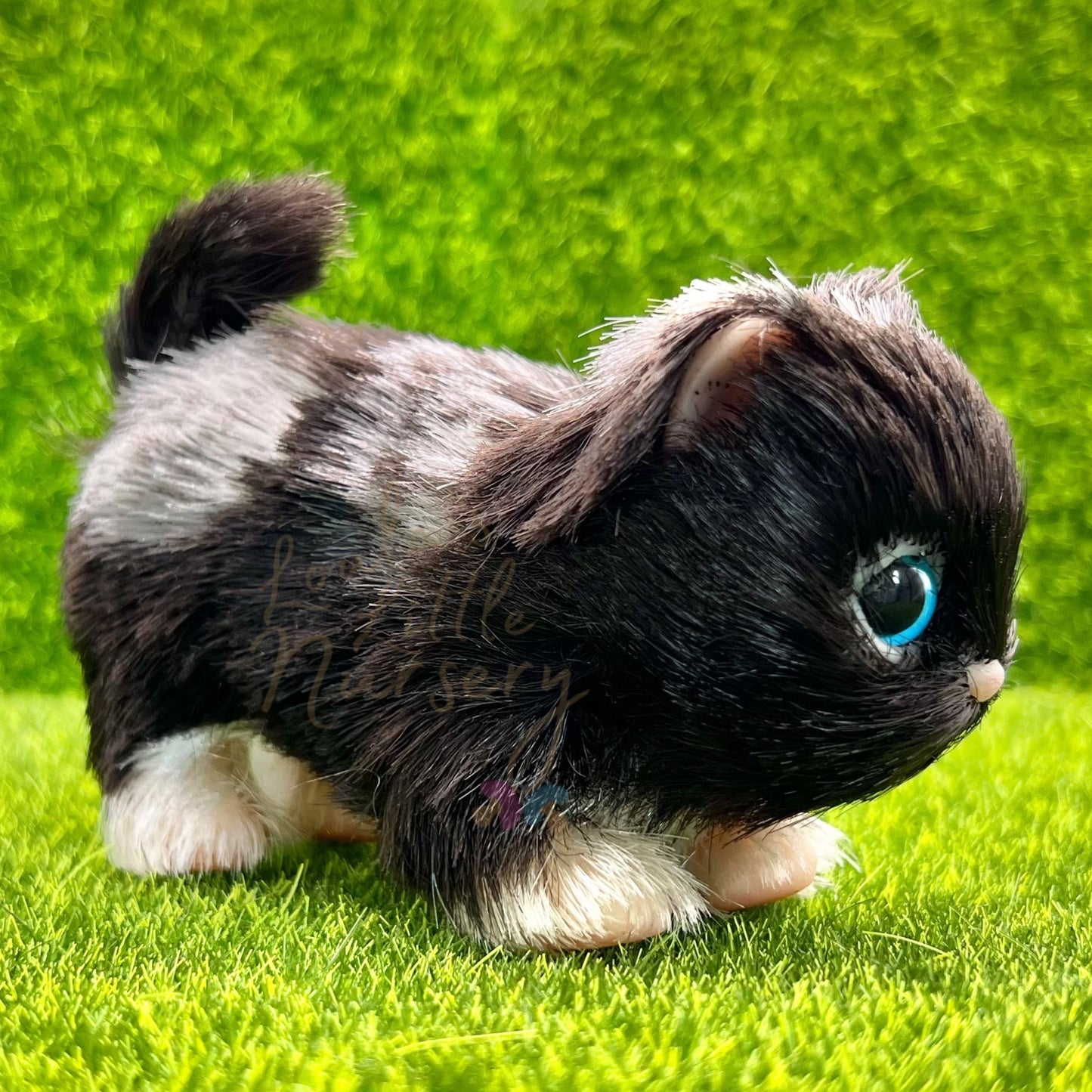 Moonlight The British Shorthair Kitten