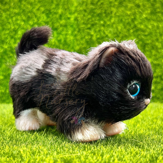 Moonlight The British Shorthair Kitten (due to be born in up to 6 weeks+)