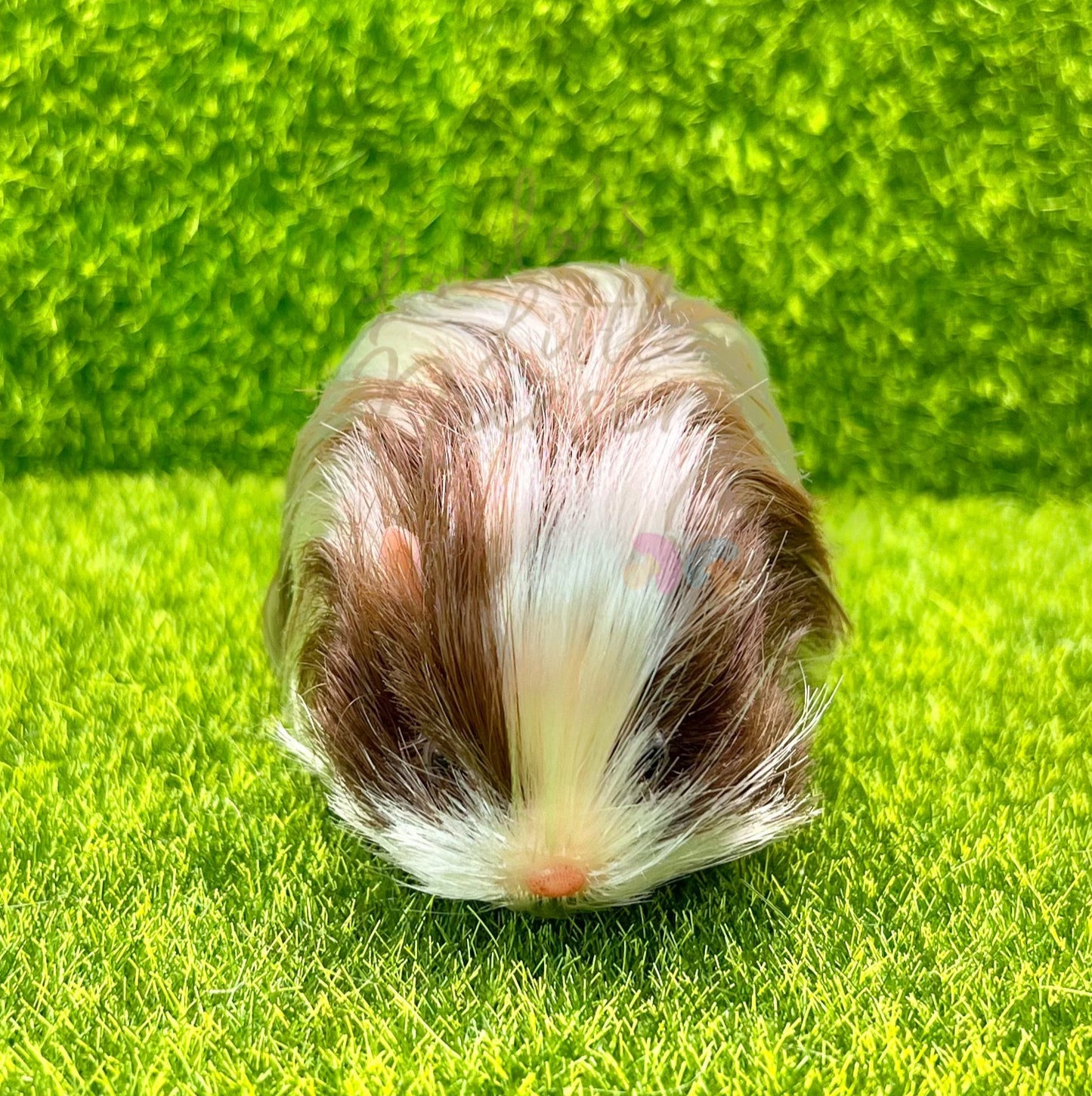 Chocolate & White Dutch Guinea Pig