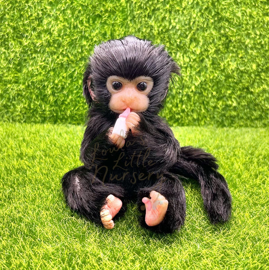 Peruvian Spider Monkey Holding Milk Bottle (due to be born in up to 6 weeks+)