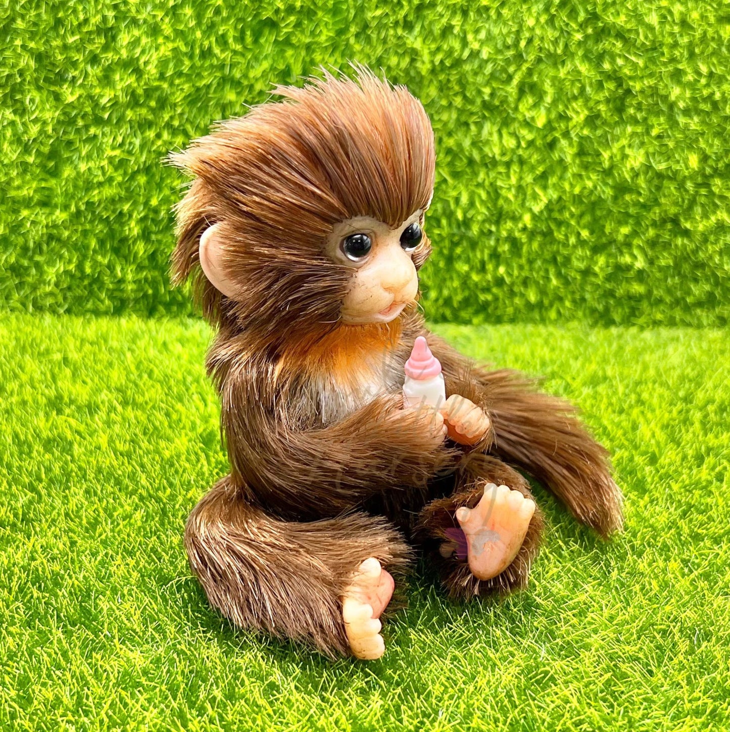 Brown Capuchin Monkey Holding Milk Bottle (due to be born in up to 6 weeks+)