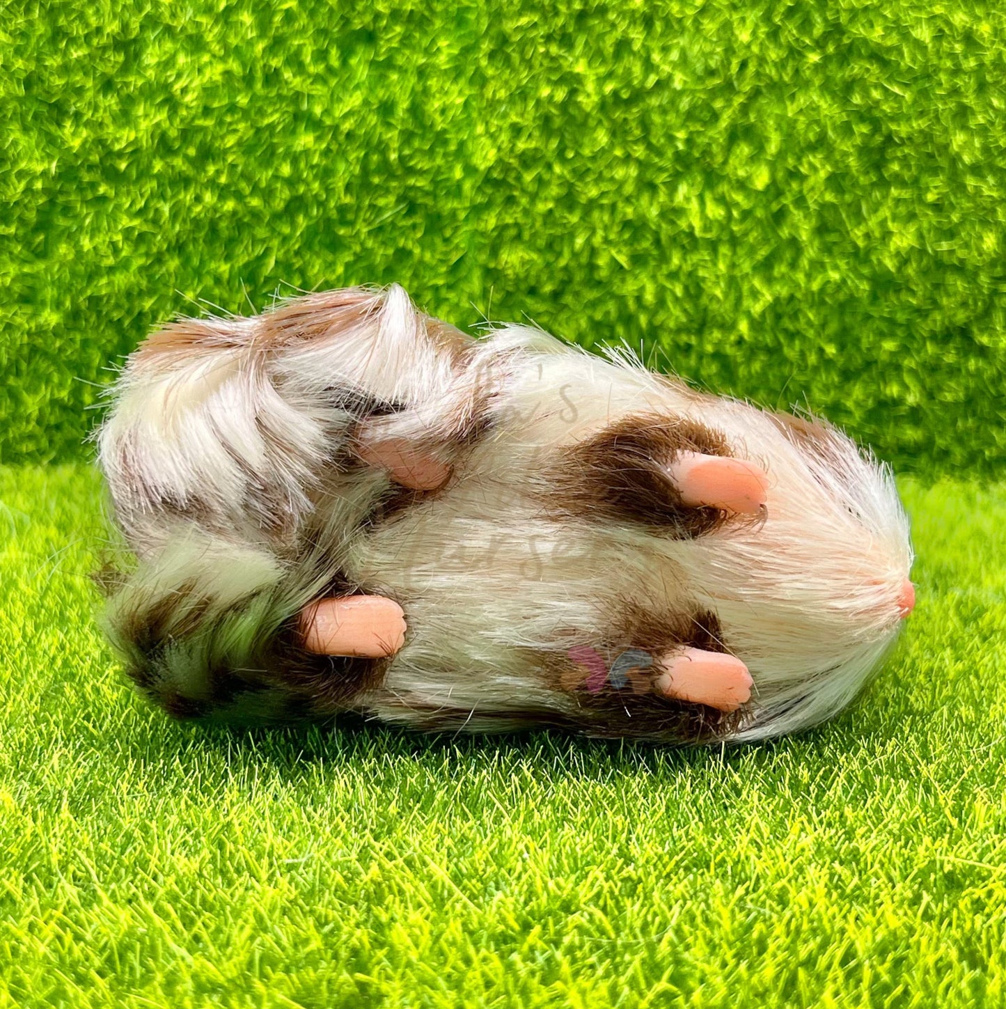 Chocolate & White Dutch Guinea Pig