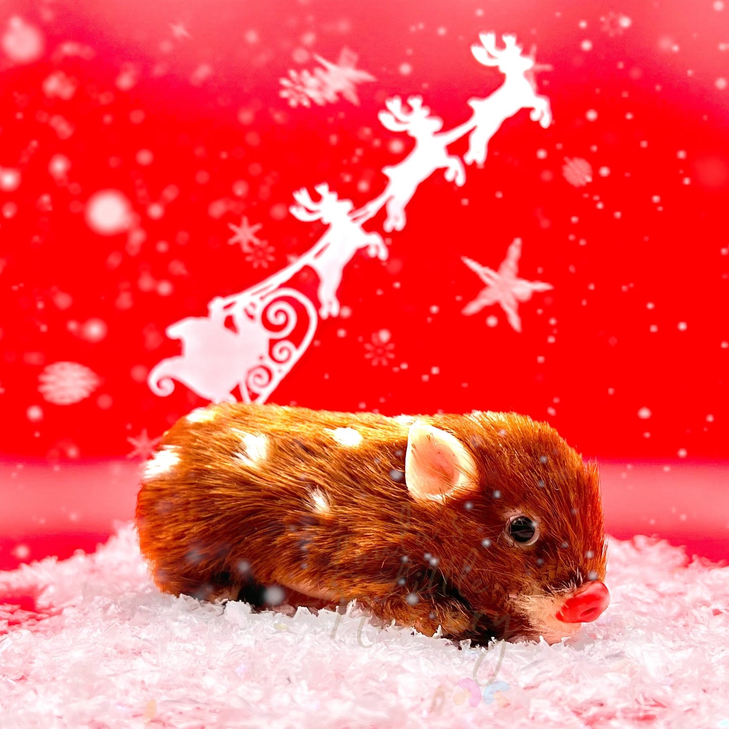 Exclusive Limited Edition Rudolph The Red Nose Reinpiglet (due to be born in up to 6 weeks+)
