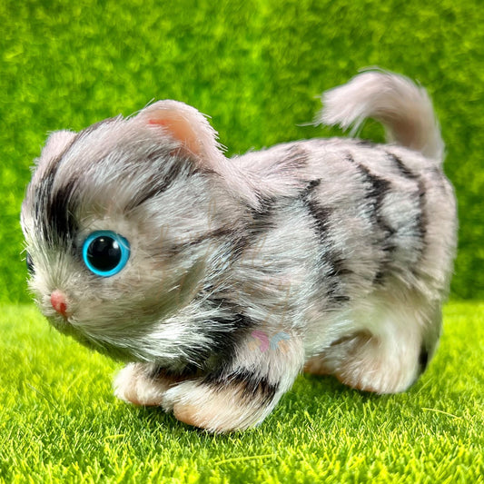 Smokey The Grey Tabby Kitten (due to be born in up to 6 weeks+)