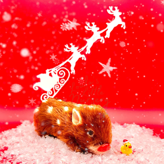 Amigo Pato de Natal