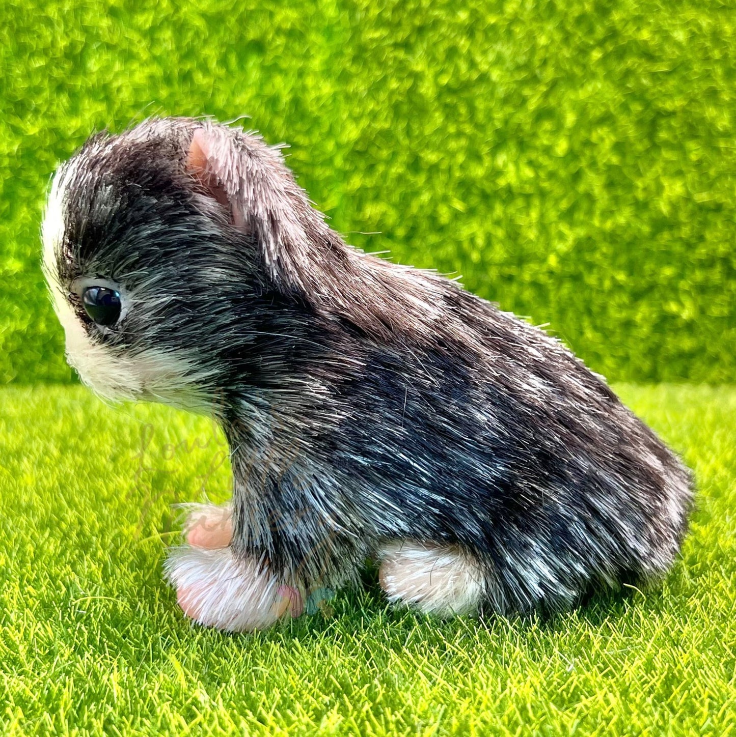 Hugo The Husky Puppy (due to be born in up to 6 weeks+)