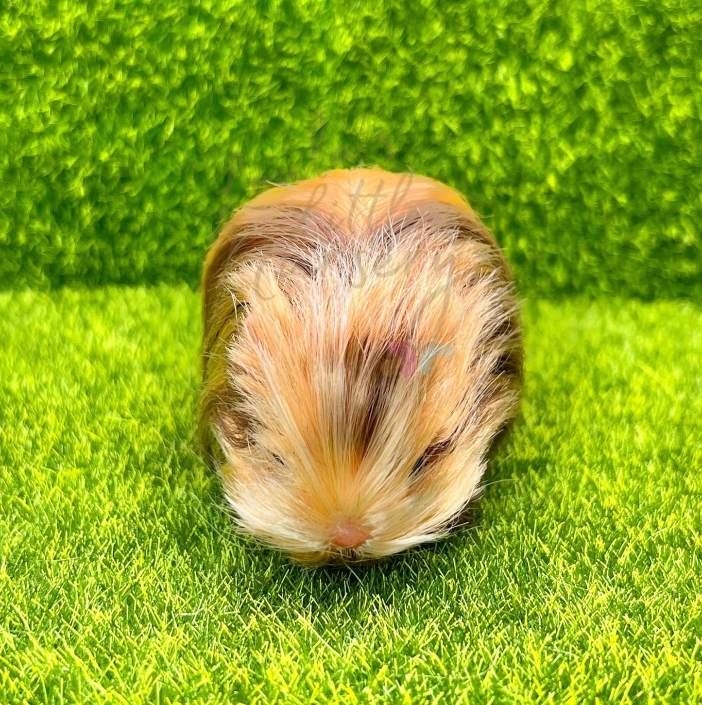 Brindle Abyssinian Guinea Pig