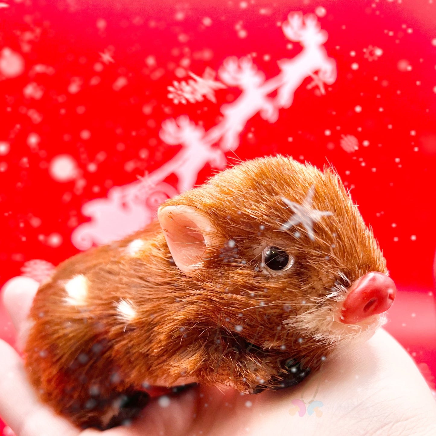 Exclusive Limited Edition Rudolph The Red Nose Reinpiglet (due to be born in up to 6 weeks+)