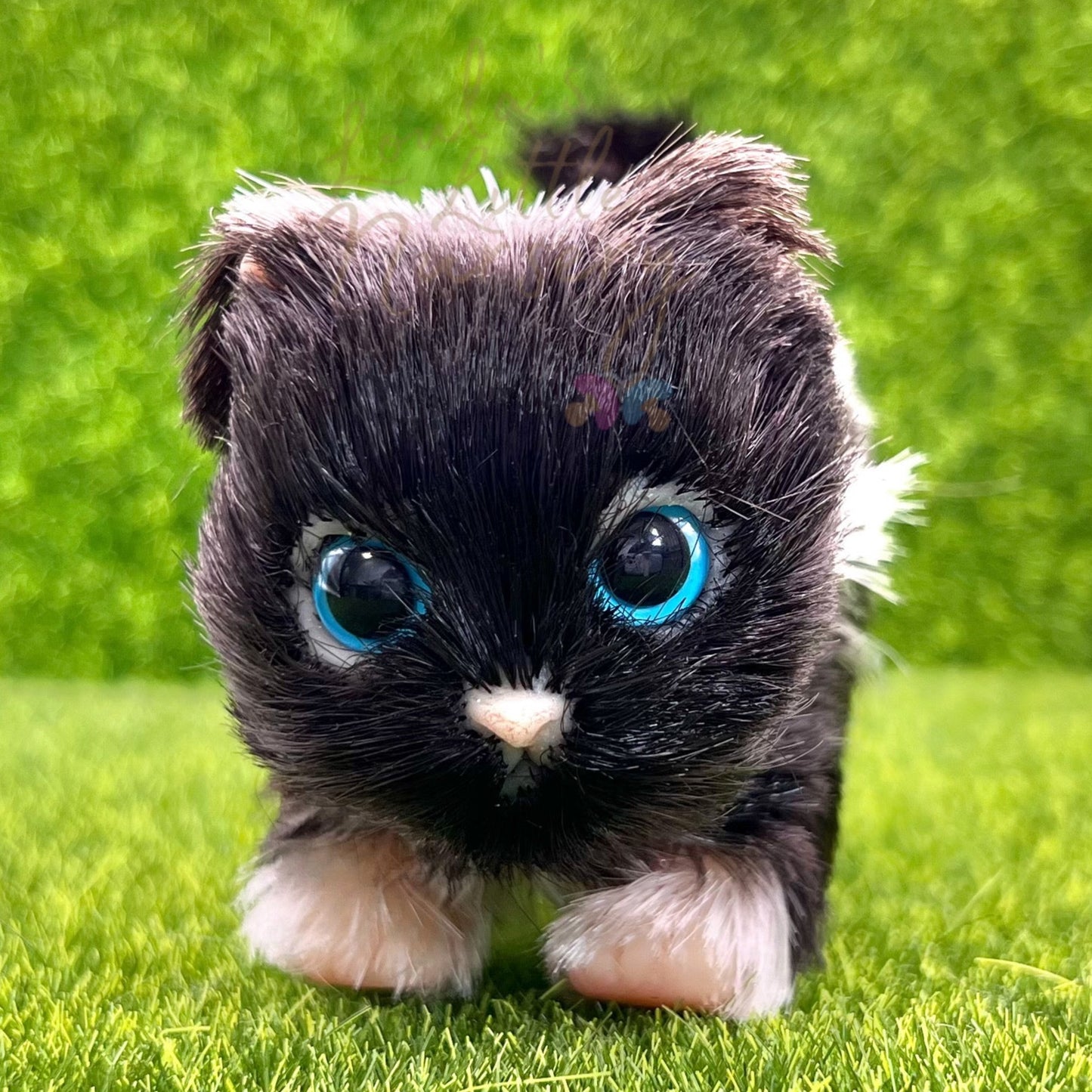 Moonlight The British Shorthair Kitten