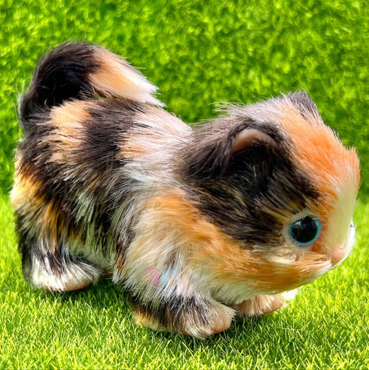 Marble The Tortoiseshell Kitten (due to be born in up to 6 weeks+)