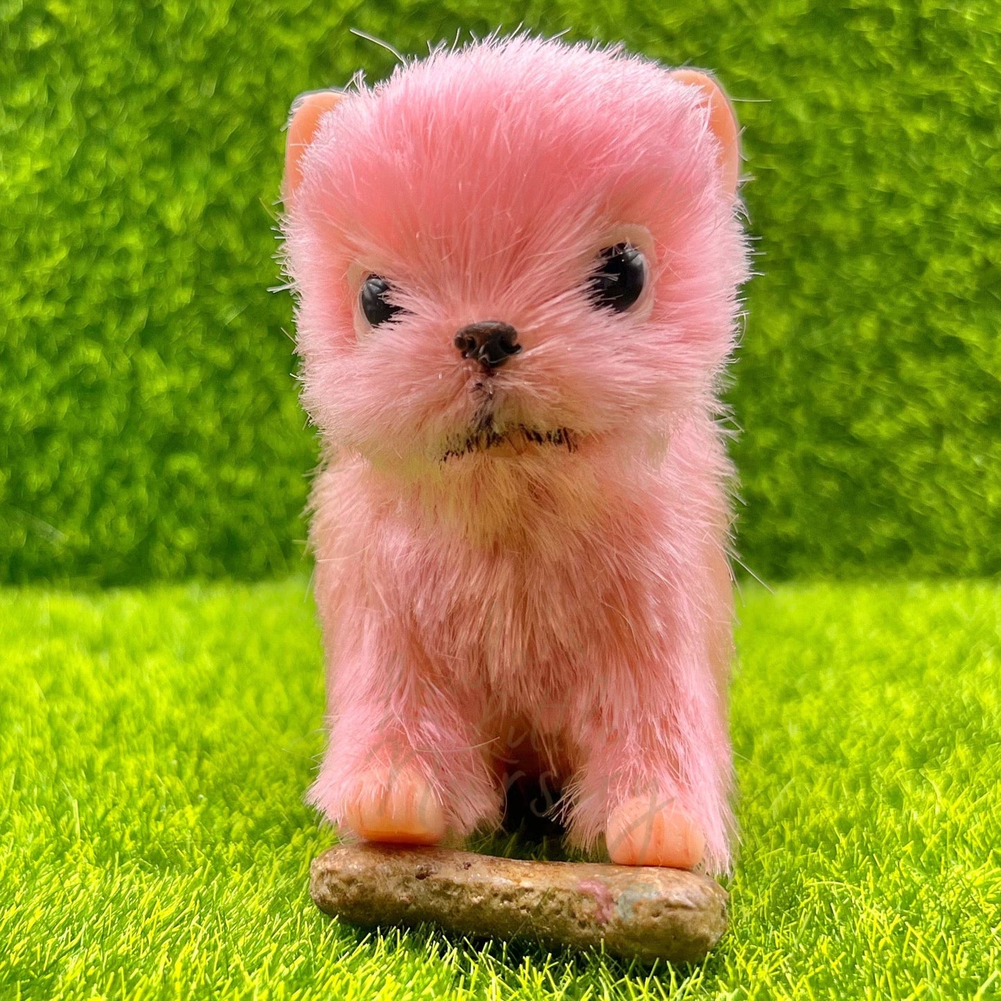 BonBon The Chihuahua Puppy - Loula’s Little Nursery