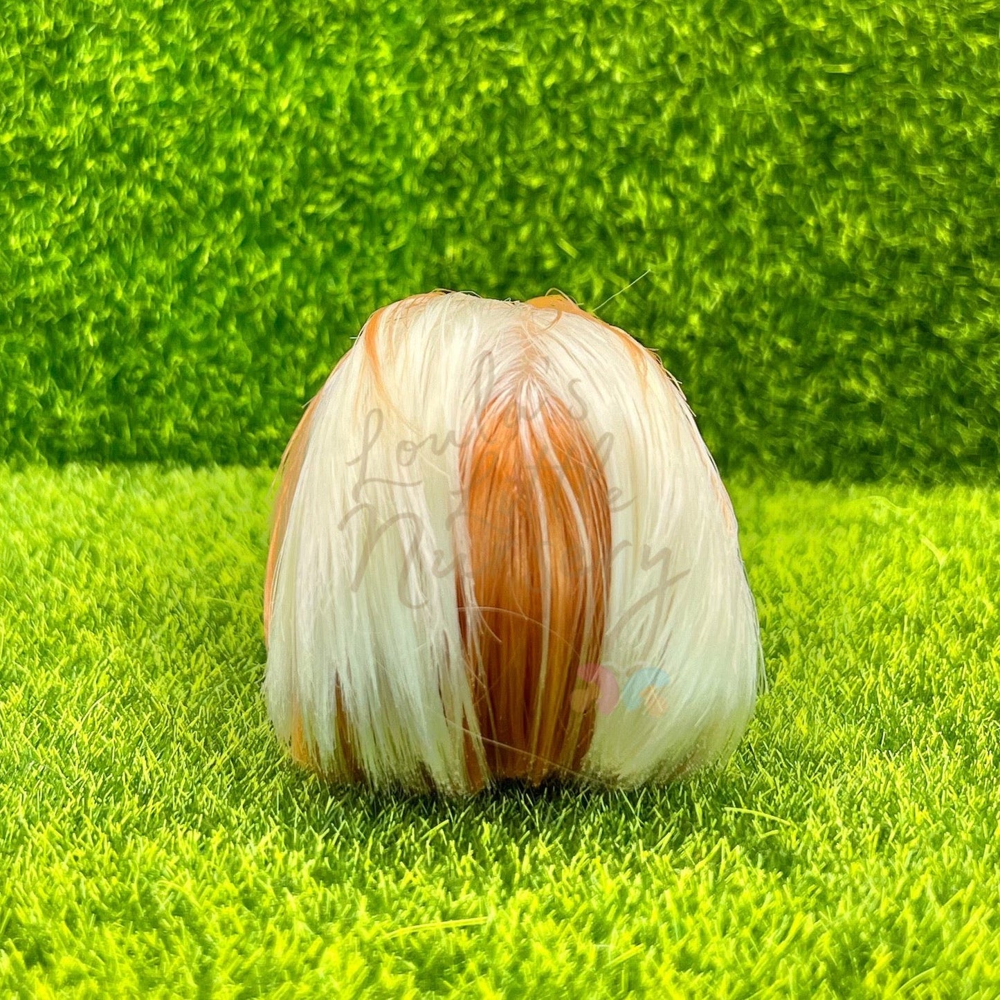 Exclusive Ginger & White Silkie Guinea Pig - Loula’s Little Nursery