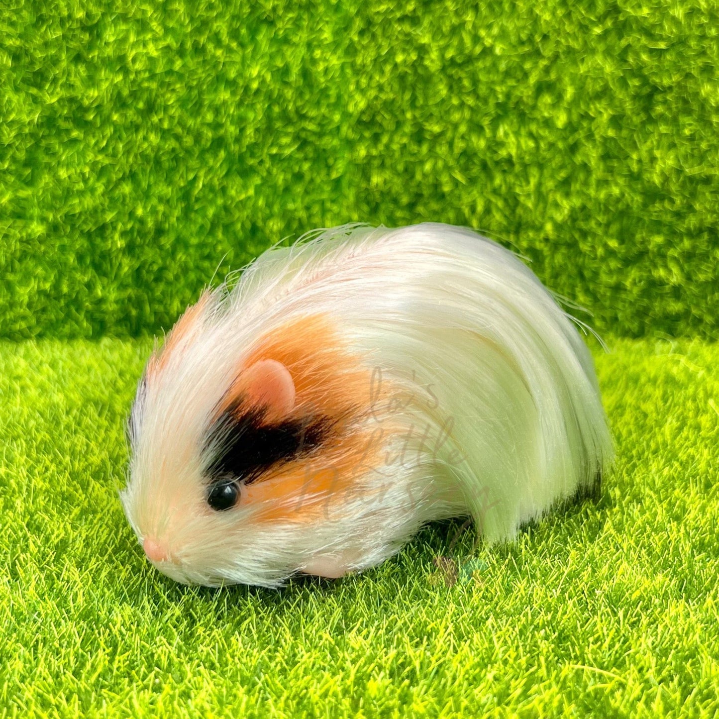 Exclusive Tri Colour Silkie Guinea Pig - Loula’s Little Nursery