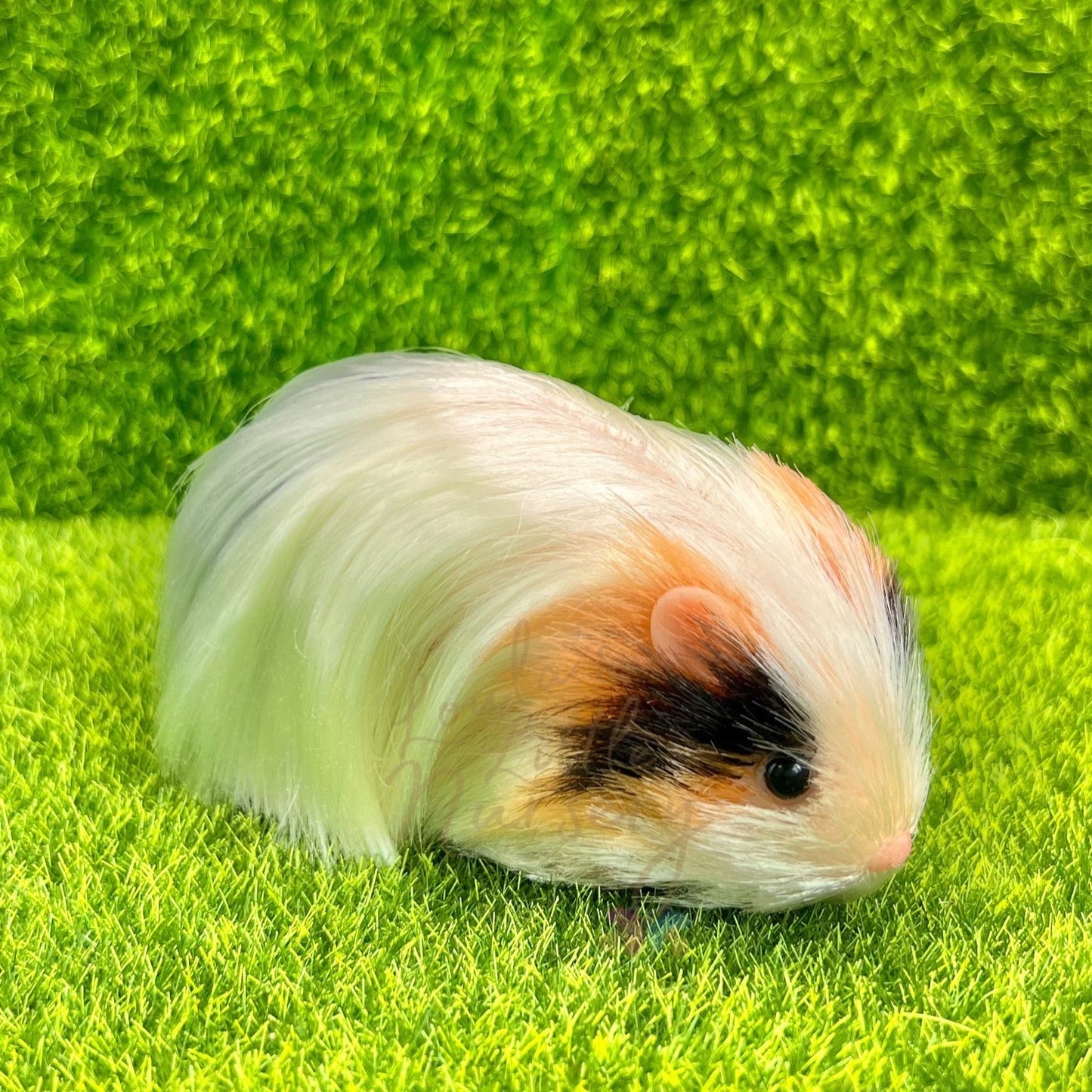 Exclusive Tri Colour Silkie Guinea Pig - Loula’s Little Nursery