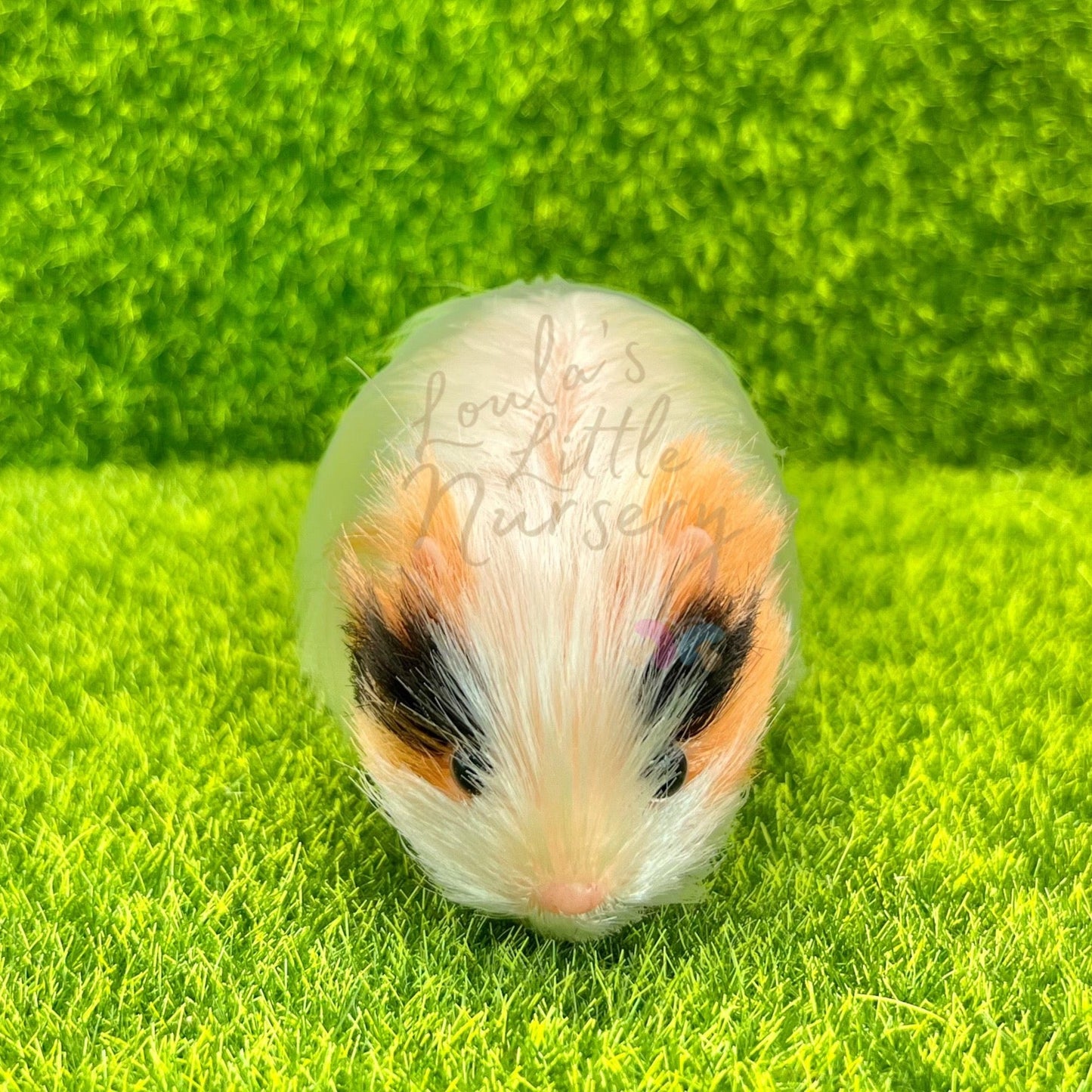 Exclusive Tri Colour Silkie Guinea Pig - Loula’s Little Nursery