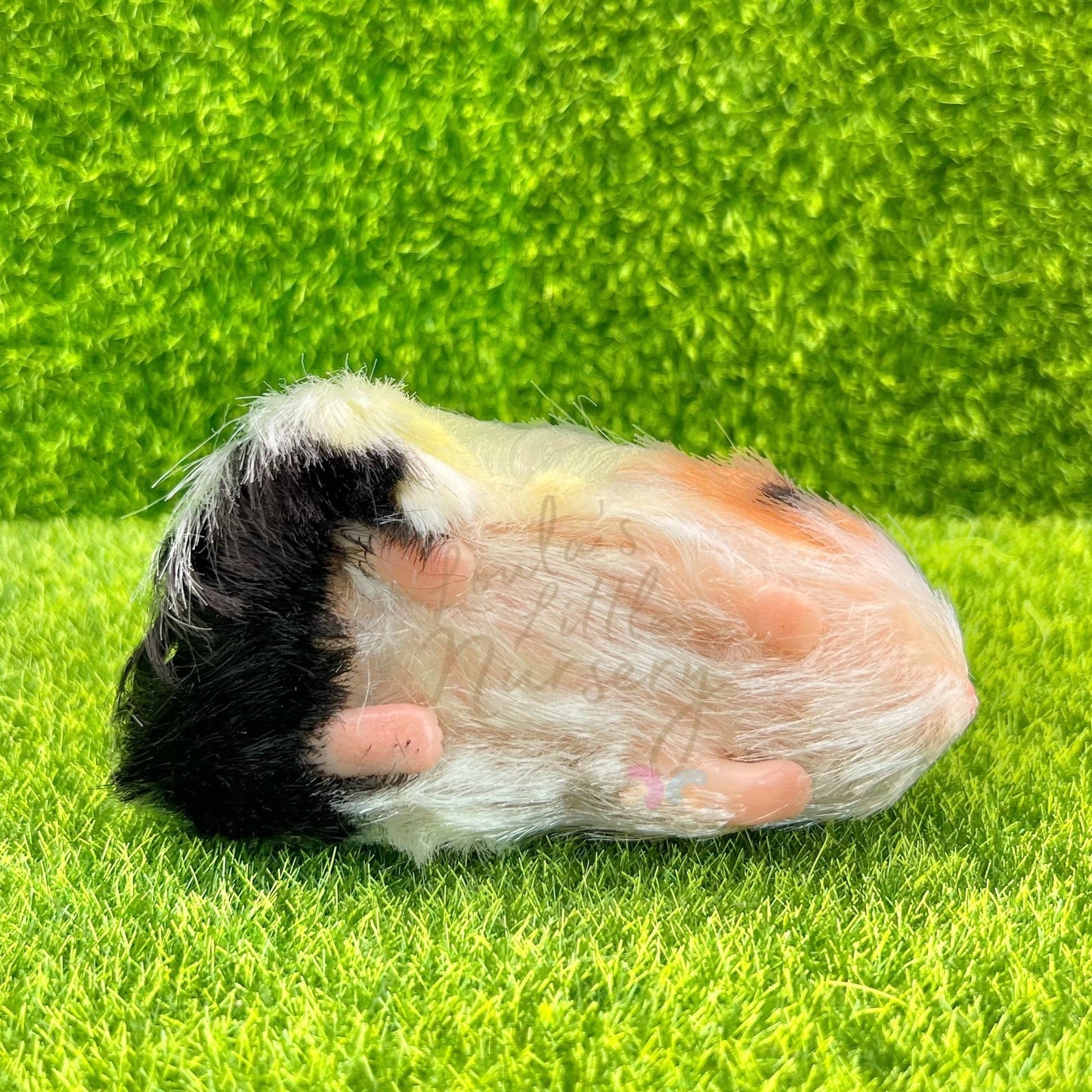 Exclusive Tri Colour Silkie Guinea Pig - Loula’s Little Nursery