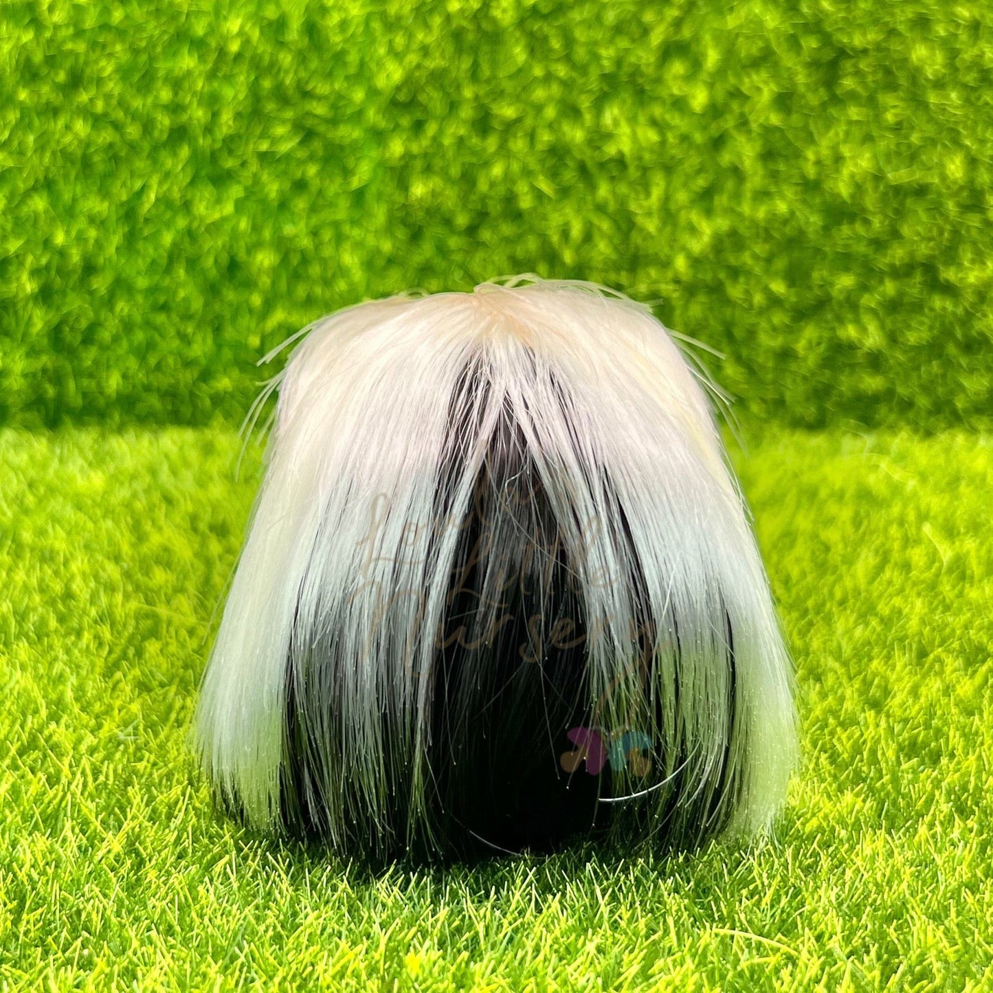 Exclusive Tri Colour Silkie Guinea Pig - Loula’s Little Nursery