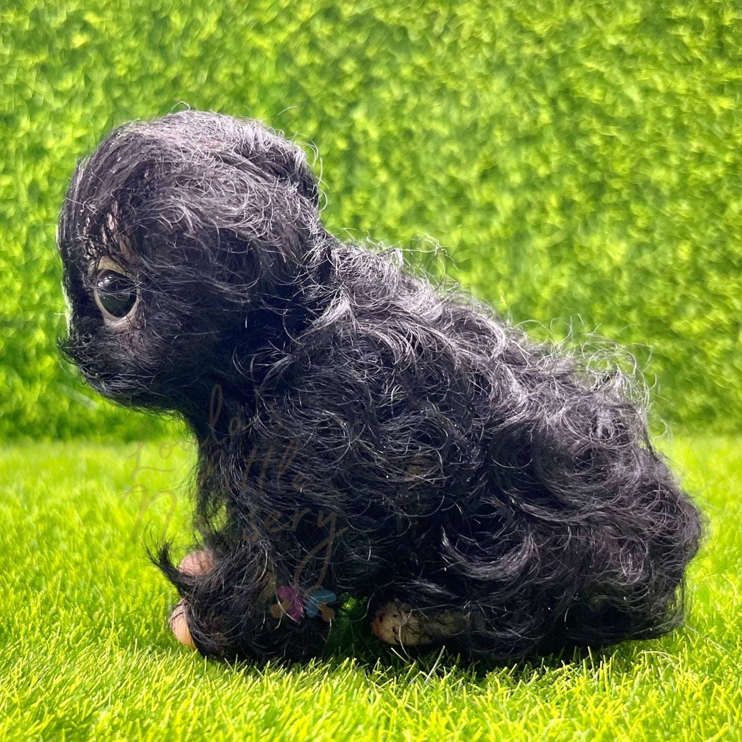Scruff The Yorkie Poo Puppy - Loula’s Little Nursery