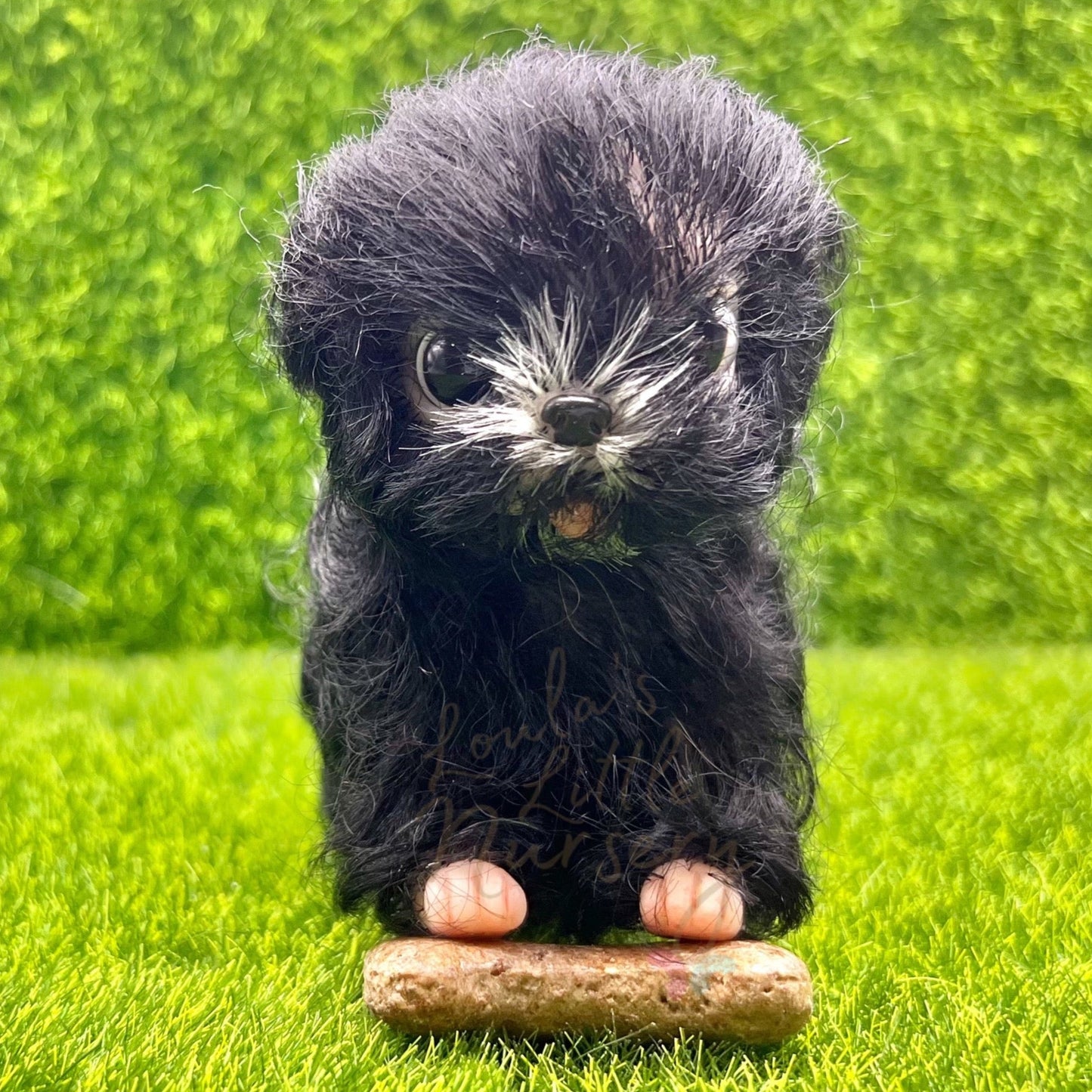 Scruff The Yorkie Poo Puppy - Loula’s Little Nursery