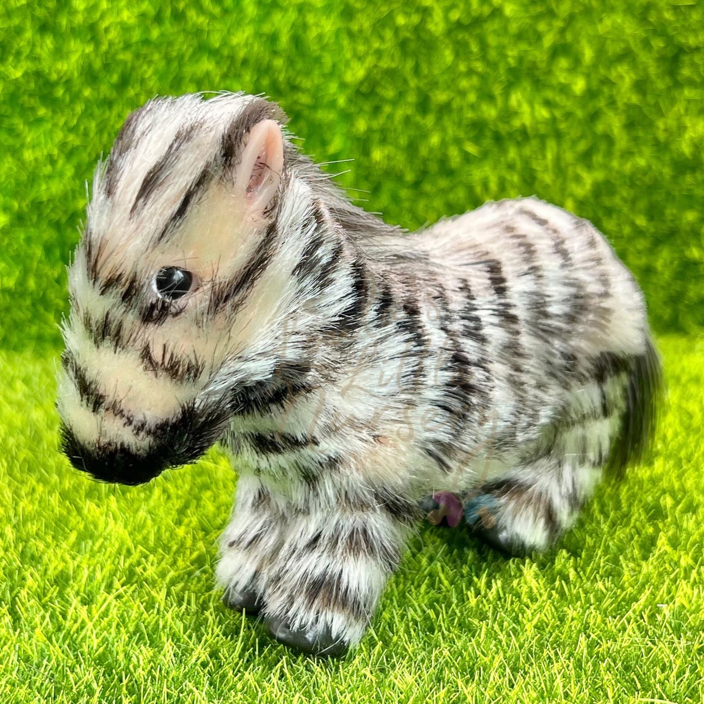 Savanna The Zebra Foal