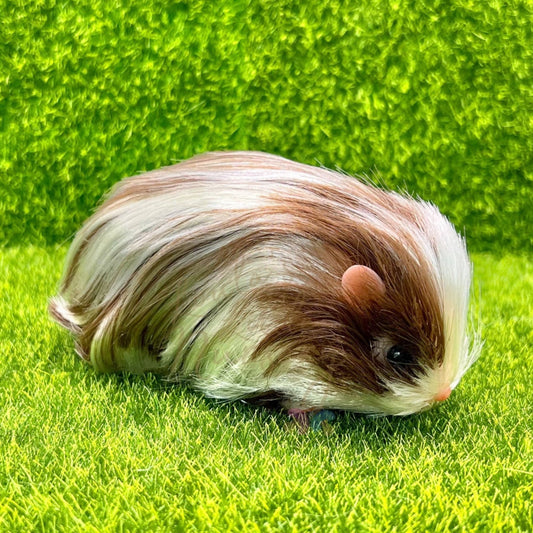 Chocolate & White Dutch Guinea Pig