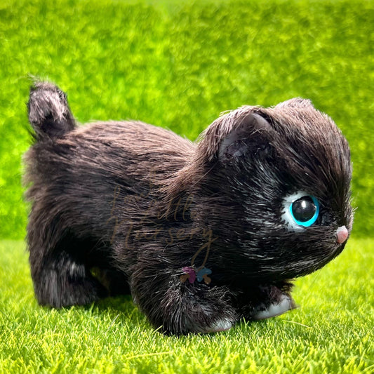 PRE ORDER Midnight The Black Kitten