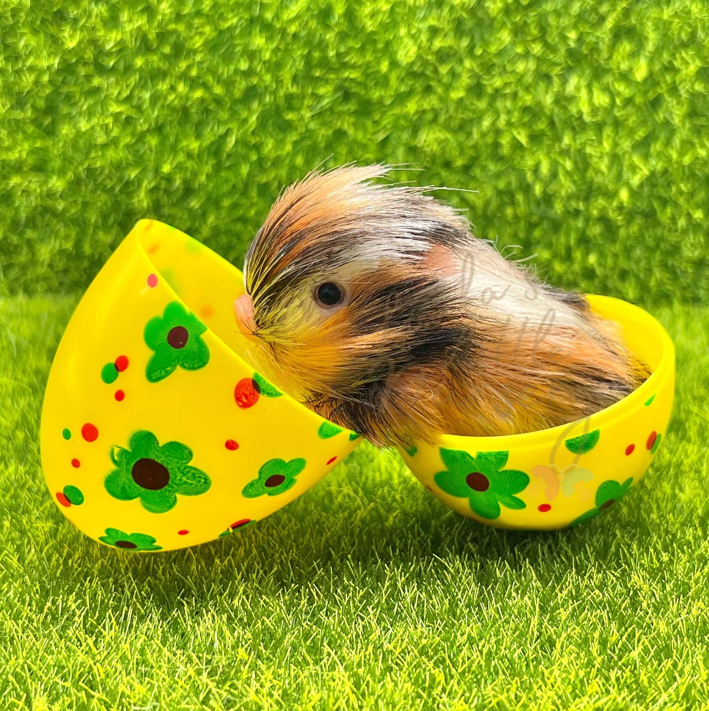 Baby Milkyway Piglet In Egg - Teeny Weenie Babies Collection®️