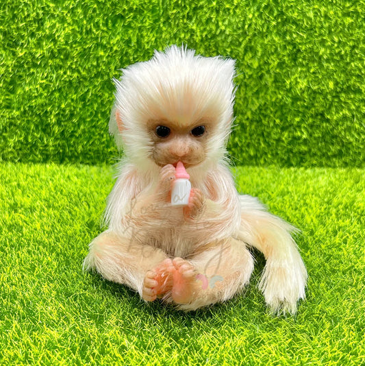 Silvery Marmoset Monkey Holding Milk Bottle