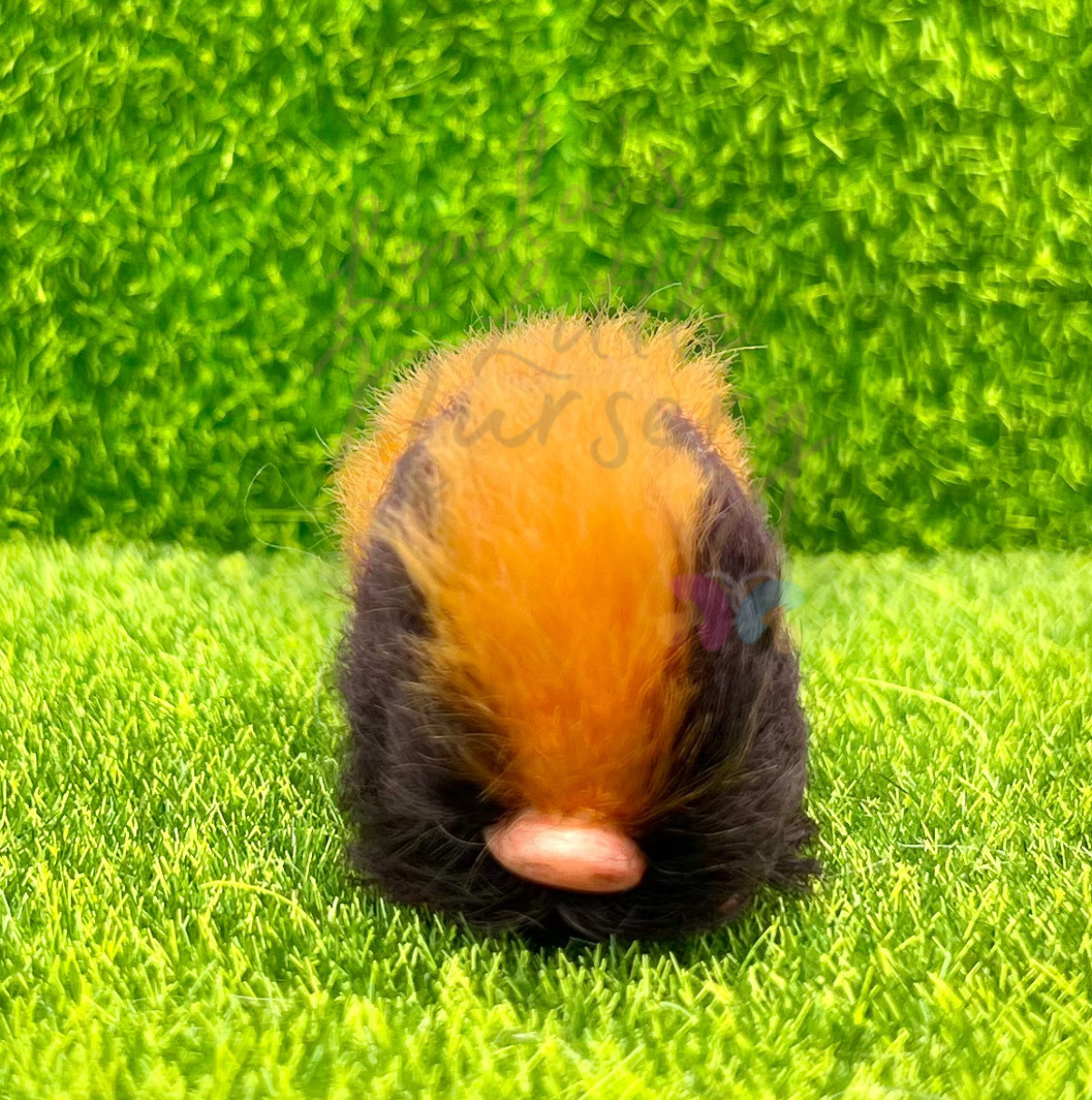 Baby Bumble Piglet In Easter Egg - Teeny Weenie Babies Collection®