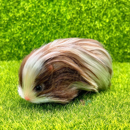 Chocolate & White Dutch Guinea Pig