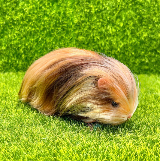 Brindle Abyssinian Guinea Pig