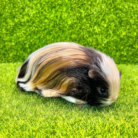 Tortoiseshell Abyssinian Guinea Pig