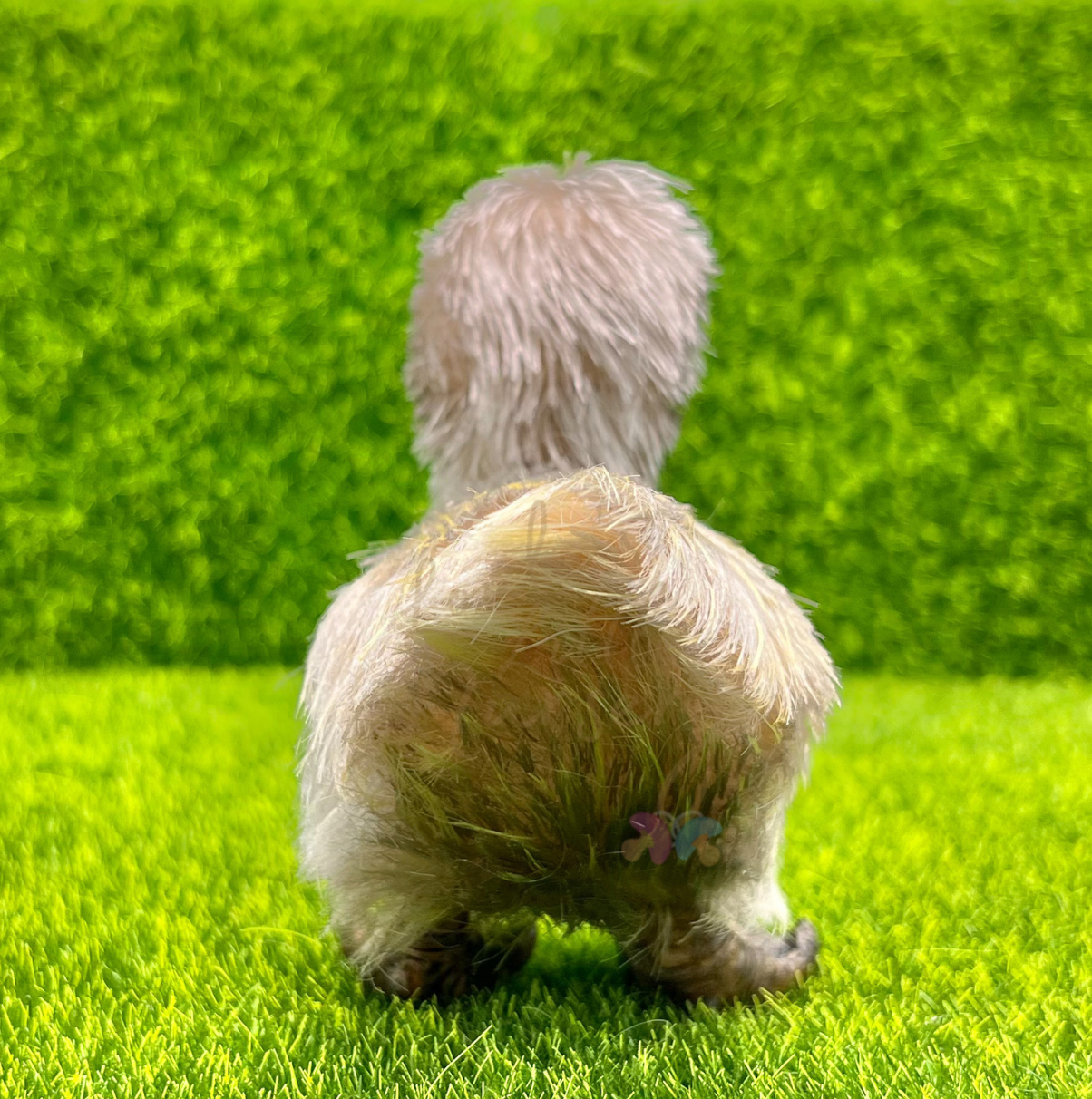 Pebble The Baby Duckling With Egg Case - Silicone Animal