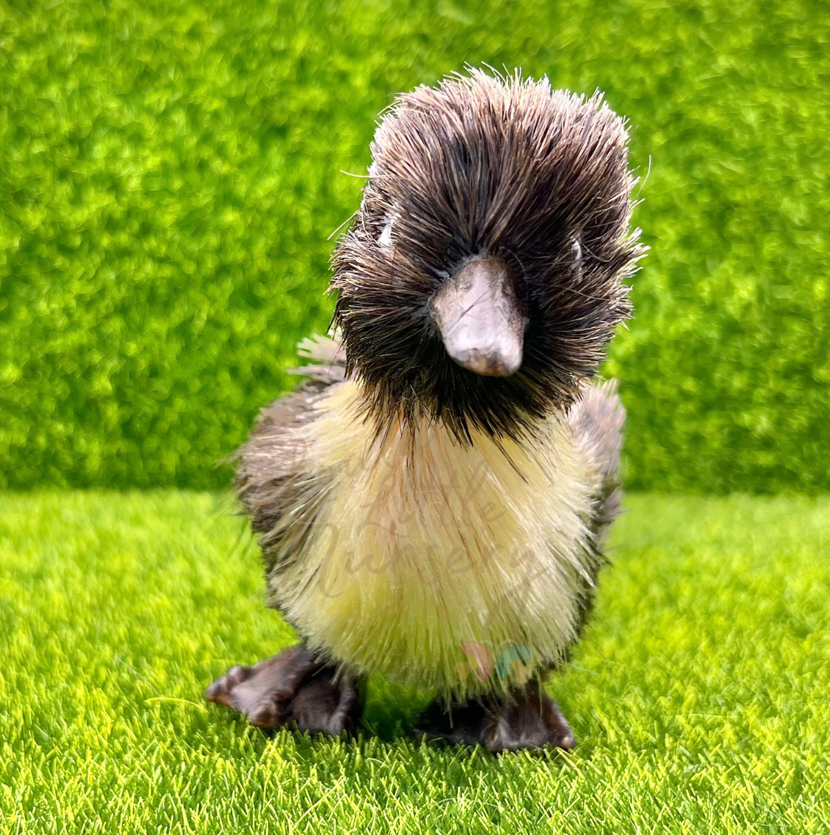 Puddle The Baby Duckling With Egg Case - Silicone Animal