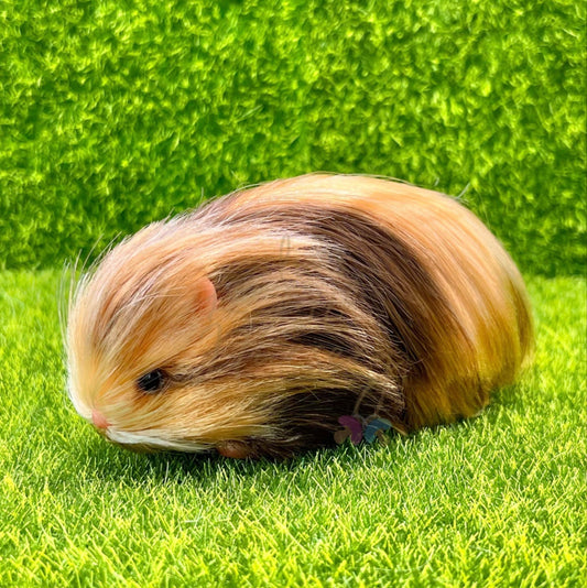 Brindle Abyssinian Guinea Pig