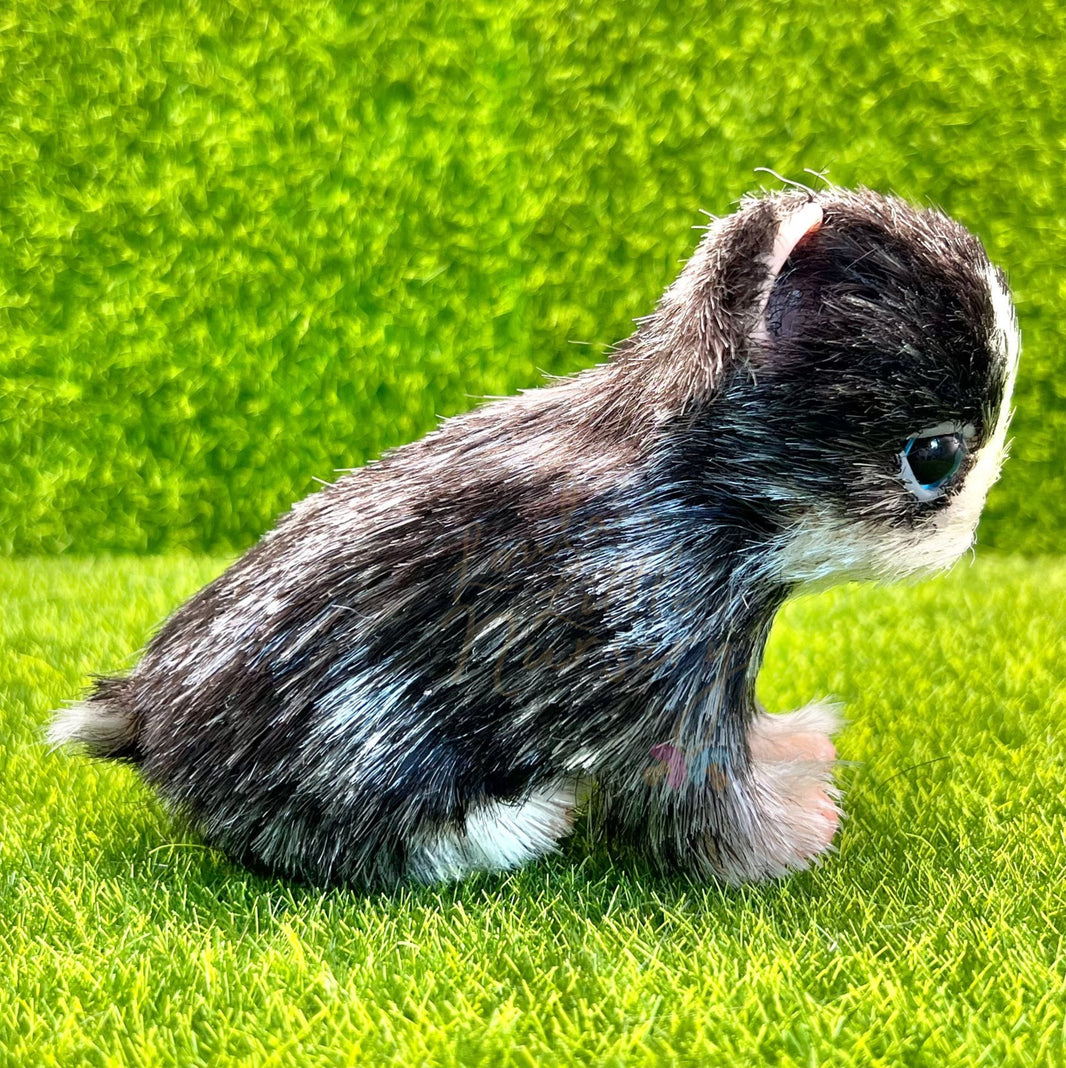 Miniature Silicone Puppies – Loula’s Little Nursery