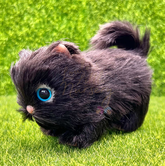 Midnight The Bombay Kitten