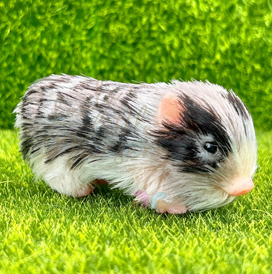Baby Triple Tone Piglet - Teeny Weenie Babies Collection®