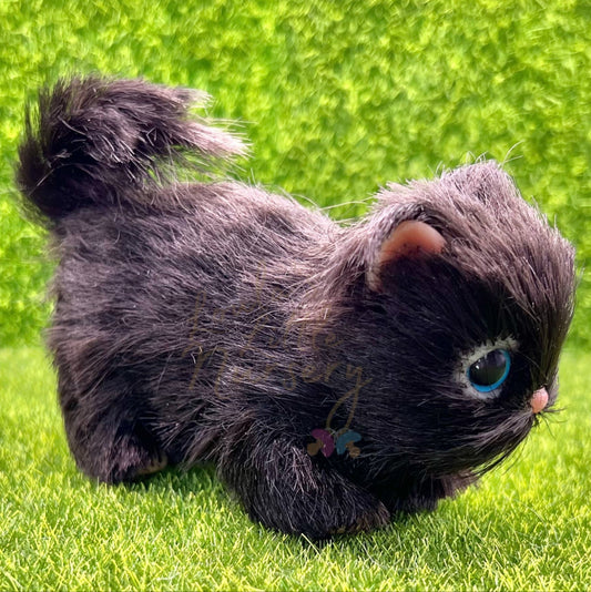 Midnight The Bombay Kitten