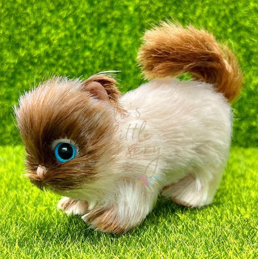 Peanut The Ragdoll Kitten