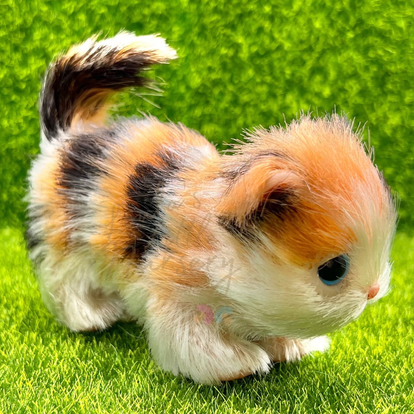 Autumn The Calico Kitten