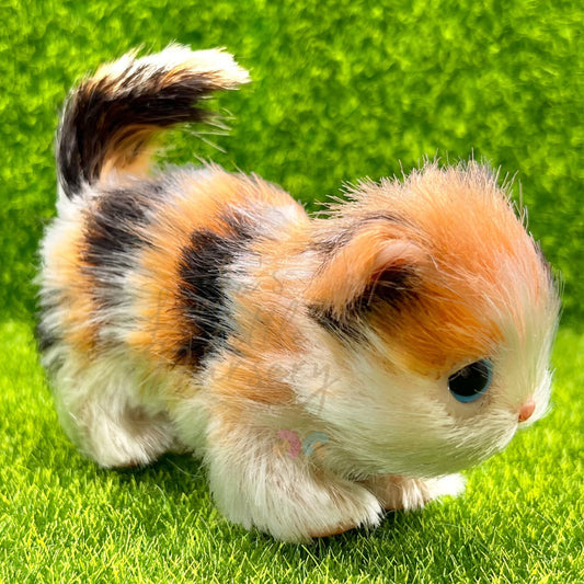 Autumn The Calico Kitten